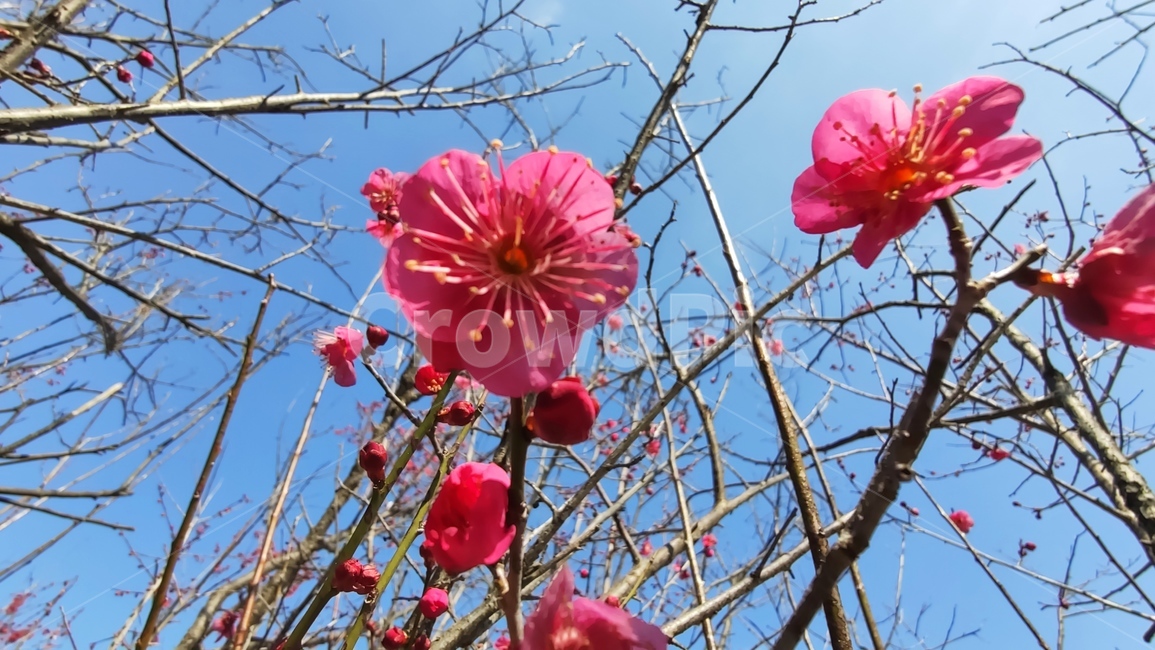 홍매화,매화,매화꽃,붉은매화꽃,홍매,자장매,maehwa,plant,식물,flower,blossom,꽃,식물,자연,plants,nature,꽃,flower
