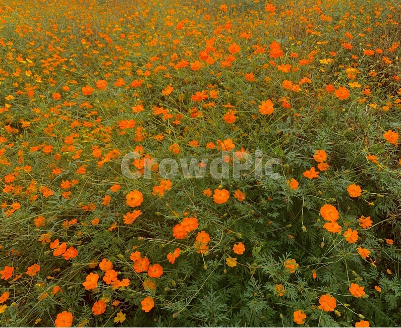field,들,들꽃,코스모스,flower,plant,꽃