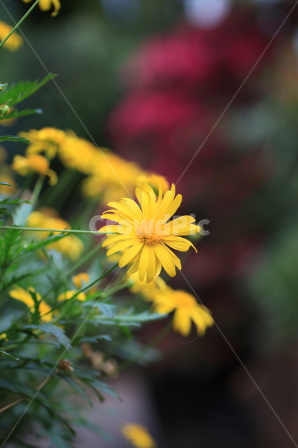 plant,식물,blossom,flower,꽃,daisies,데이지,daisy