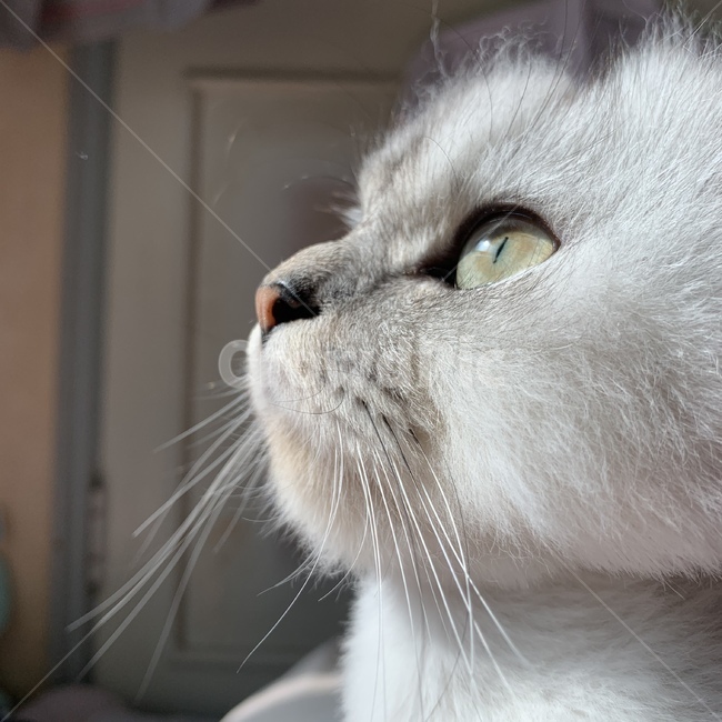 고양이,동물,광합성,포유류,반려동물,cat,animal