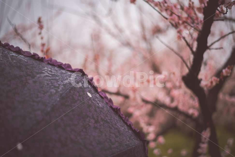우산,비오는날,매화,매화꽃,매화나무,봄,계절,spring,season,자연,풍경,nature,landscape,감성,sensible,feeling,비,비오는날,rain,rainy,plant,식물,flower,꽃,blossom
