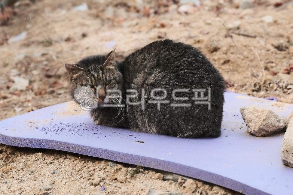 sleeping cat,tabby cat,cute,kitty,beautiful,kitten,pet cat,stray cat,mammal,Asshole,cat,streetcat,Agaengi,outdoorstraycat,straycat,Grayscale,pet,Kitten,attractive,nature,alleycat,cute animals,film,baby cat,Pets,baby,sleepingcat,animal,mammalia,outdoor res