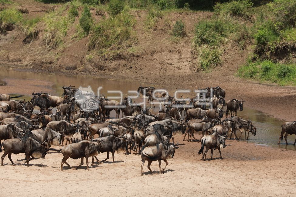 동물,무리,herd,animal,누,wildbeast,케냐,kenya,마사이마라,masaimara,야생동물,wildlife