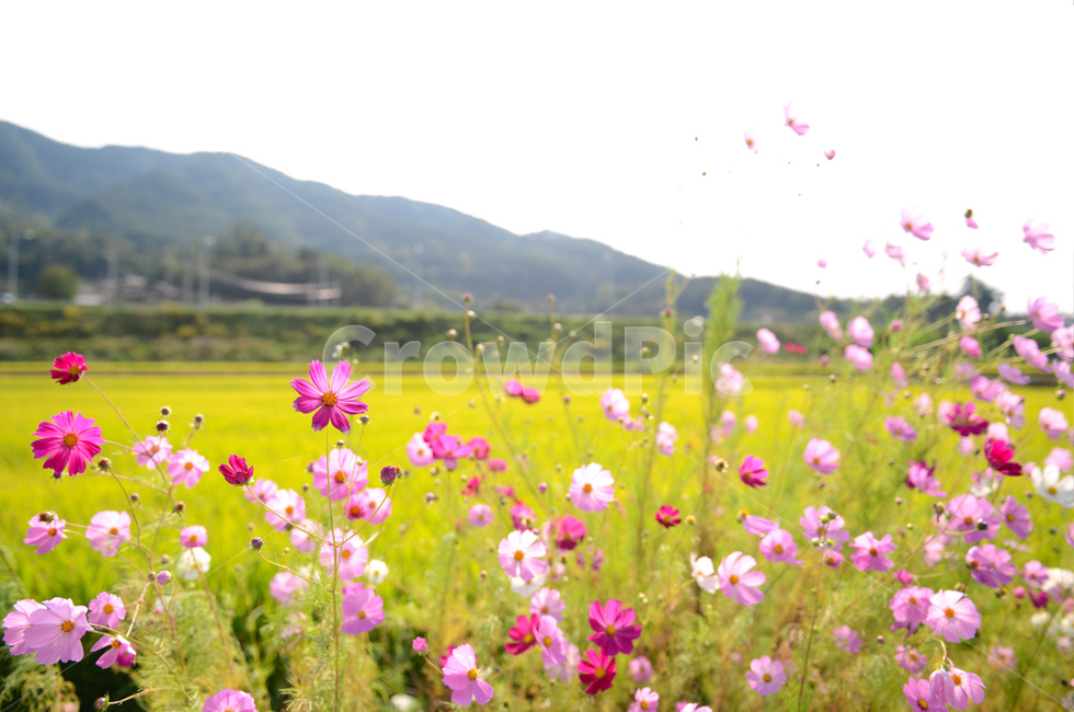 코스모스,가을,하늘,서정적,꽃,가을꽃,산책,감성,따뜻한,cosmos,flower,fall,autumn,시골,country,가을,계절,fall,autumn,season,식물,자연,plants,nature,꽃,flower,outdoors,옥외,grassland,목초지,field,들,spring,봄