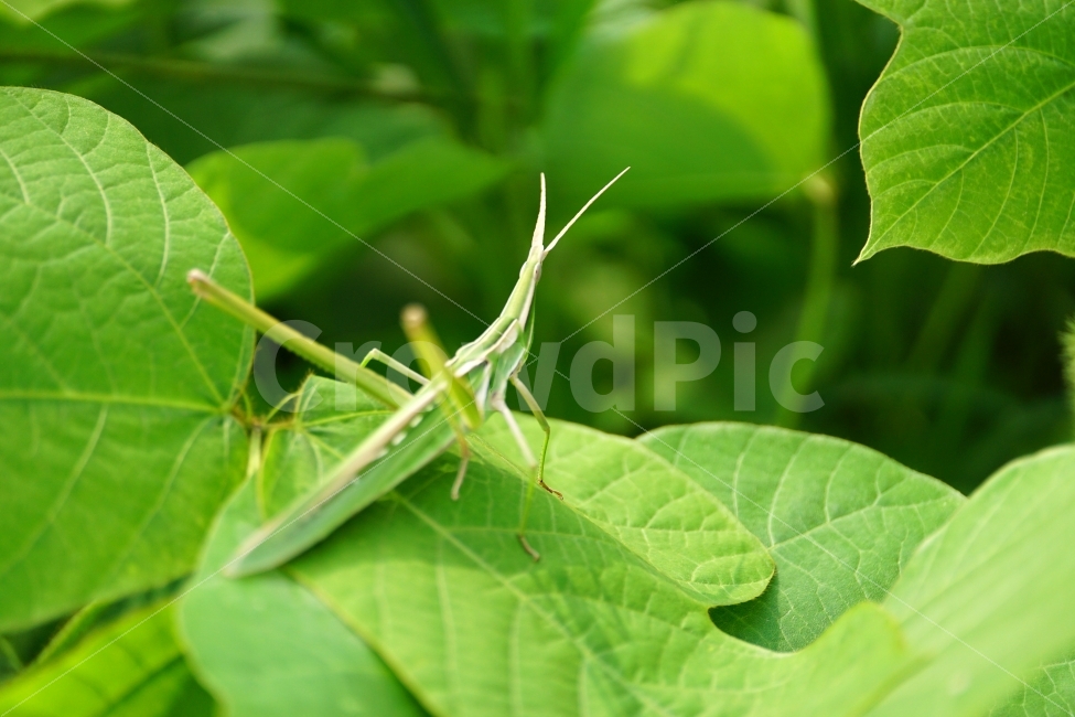곤충,방아깨비,메뚜기,동물,자연,insect,식물,이파리,잎사귀,나무,동물,animal,곤충,벌레,insect,bug