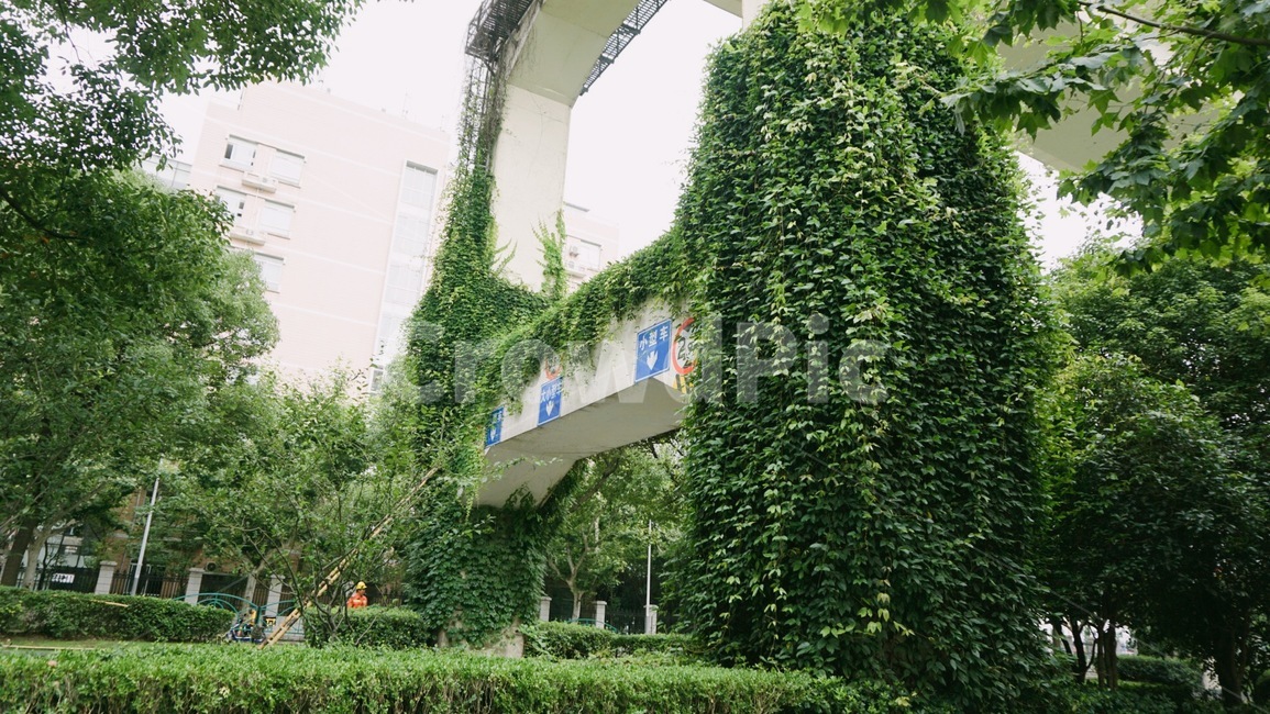 plant,식물,다리,중국,road