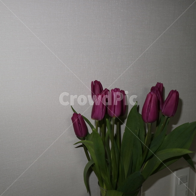 plant,식물,blossom,꽃,flower,식물,자연,plants,nature,꽃,flower