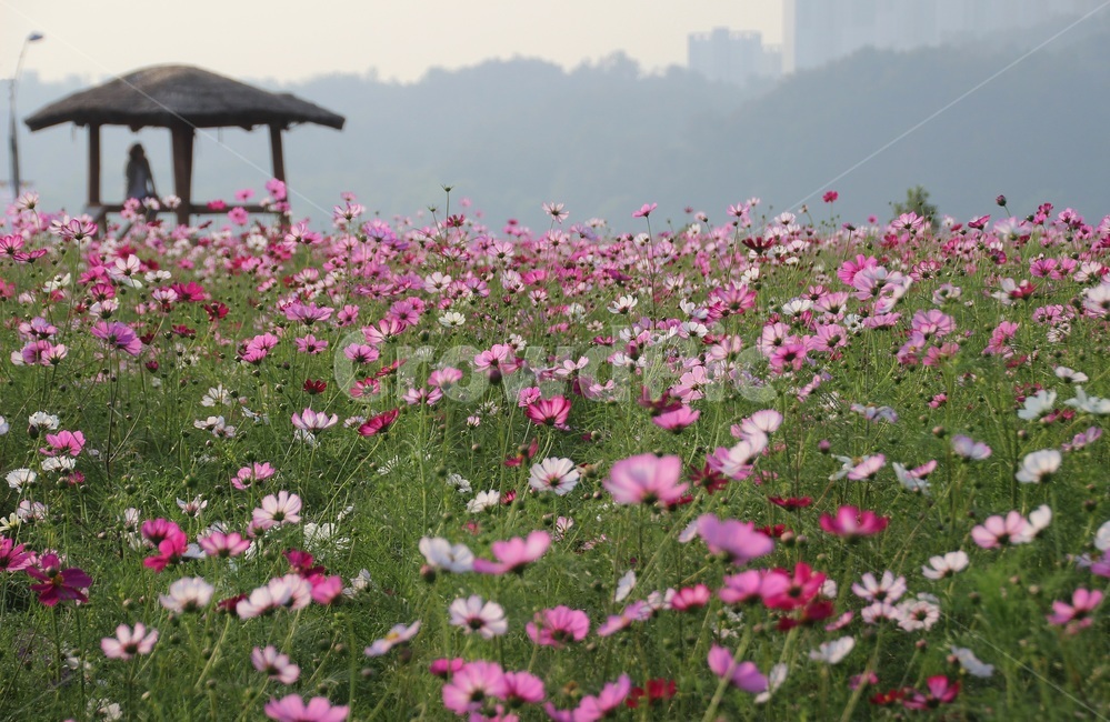 가을,코스모스,꽃,원두막,cosmos,flower,가을,계절,fall,autumn,season,식물,자연,plants,nature,꽃,flower,outdoors,옥외