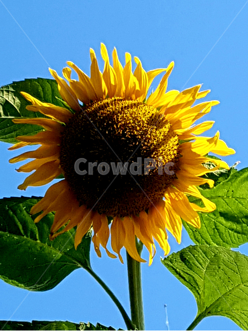 plant,식물,flower,꽃,sunflower,해바라기,가을,식물,자연,plants,nature,꽃,flower