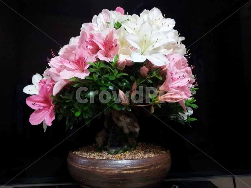 꽃,식물,flower,분재,화분,식물,자연,plants,nature,꽃,flower