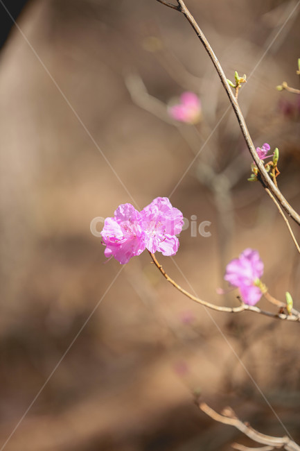 flower,제라늄,plant,blossom,꽃