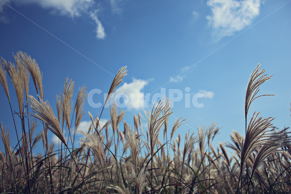 제주도,산굼부리,억새,하늘,가을,jejuisland,자연,풍경,nature,landscape,plant,식물,grass,잔디