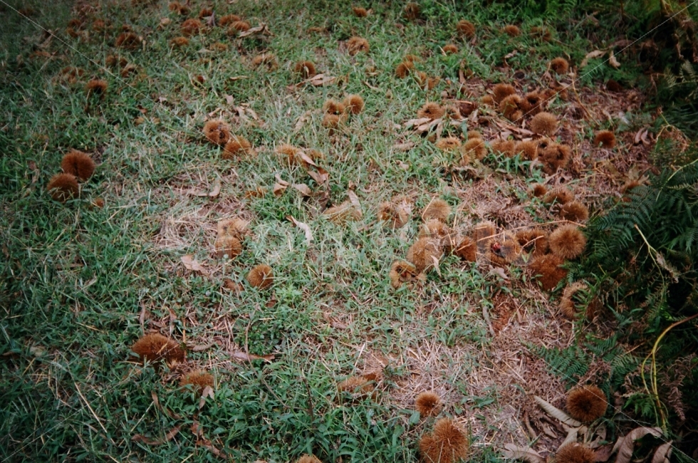 밤,밤나무,초록색,갈색,추석,명절,산,나무,필름,huji,film,가을,계절,fall,autumn,season,음식,식재료,요리,food,cook,meal,dishes,food reserves,ground,바닥