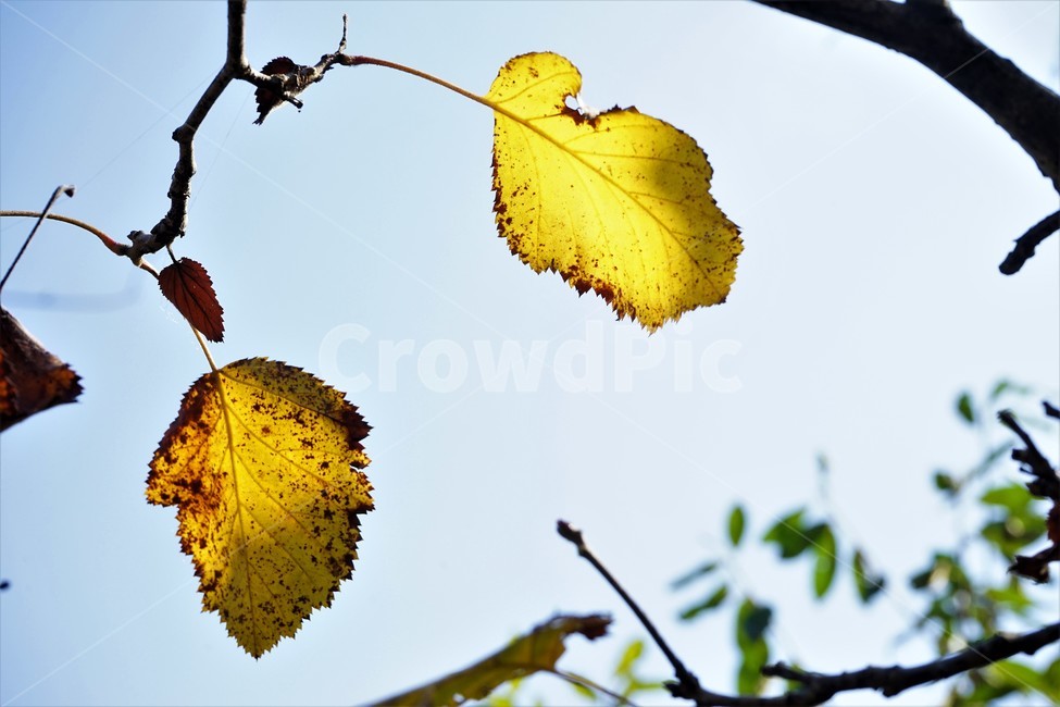 역광,가을,낙엽,노랑,하늘,자연,무상함,nature,fall,sky,yellowleaves,yellow,solitary,가을감성,계절,감성,가을,계절,fall,autumn,season,veins,정맥