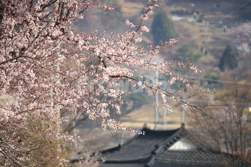 매화,꽃,식물,나무,자연,분홍,시골,동네,가로수,봄,계절,spring,season,시골,마을,풍경,landscape,country,rural,town,식물,자연,plants,nature,꽃,flower,plant