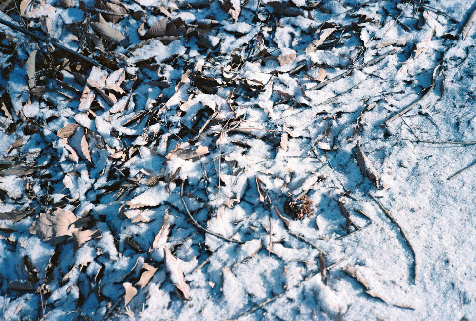 겨울,낙엽,눈,나뭇가지,겨울산,나무,이파리,자연,옥외,ice,outdoors,nature,빙,흰눈,winter,snow,필름,감성,film,겨울,계절,winter,season