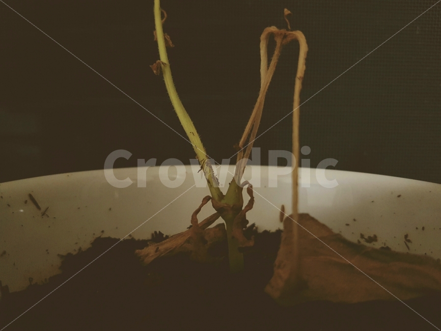 시듦,마름,식물,화분,색감,wilt,Dry,Pot,plants,daily,color,View,식물,자연,plants,nature