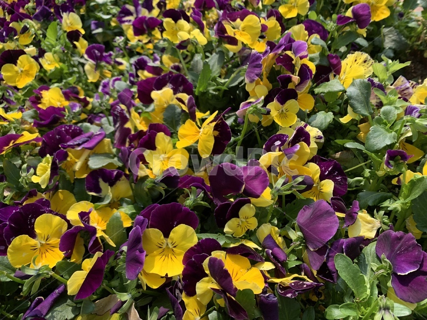 꽃,노랑,보라,초록,봄,식물,자연,plants,nature,꽃,flower