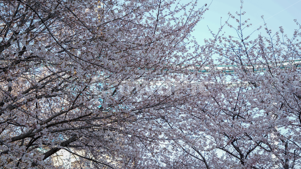 flower,봄,꽃,벚꽃,감성,하늘,tree,spring,계절,나무
