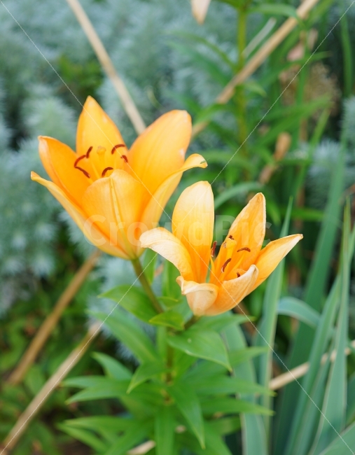 꽃밭,살구꽃,봄,향기,꽃,주황,여름,광합성,살랑살랑,꿀,식물,자연,plants,nature,꽃,flower