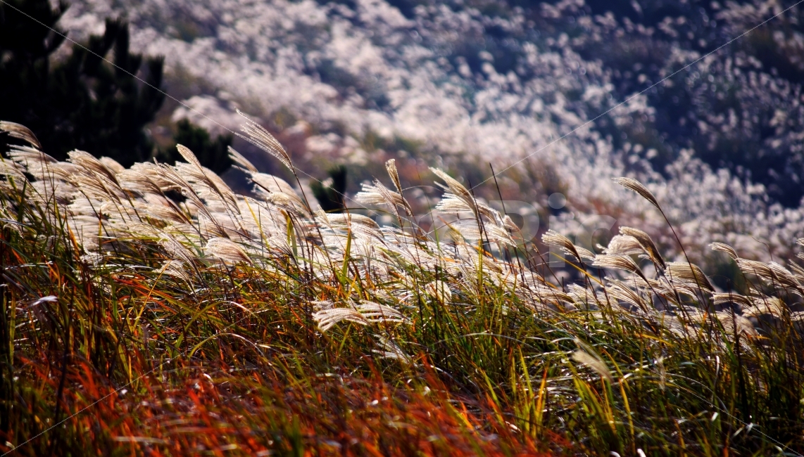 갈대,제주도,갈대밭,자연,풍경,감성,감성사진,가을,계절,fall,autumn,season,식물,자연,plants,nature,감성,sensible,feeling,grass,잔디,plant,lawn,reed