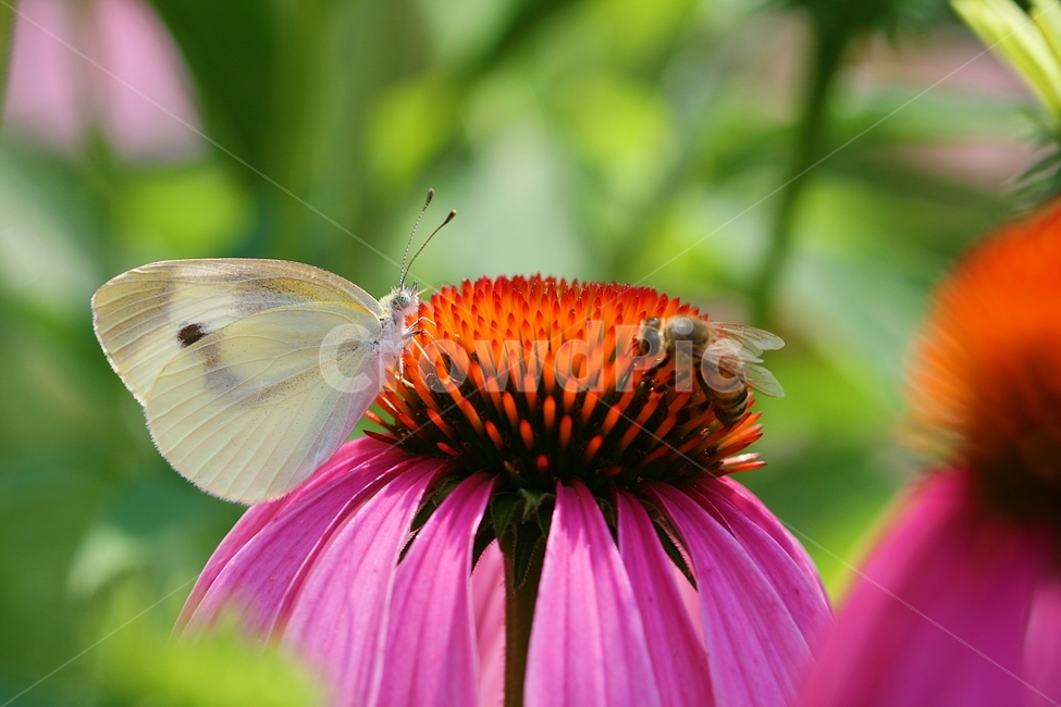 곤충,봄,식물,정원,자연,야외,식물,자연,plants,nature,꽃,flower,동물,animal,곤충,벌레,insect,bug