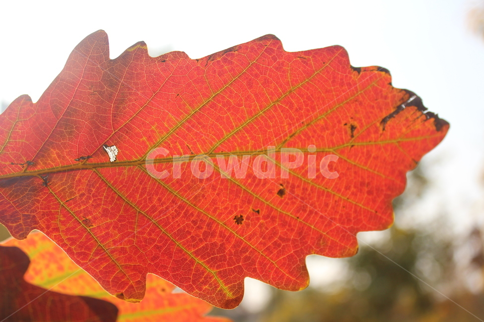 leaf,잎,plant,식물,단풍,가을,계절,fall,autumn,season