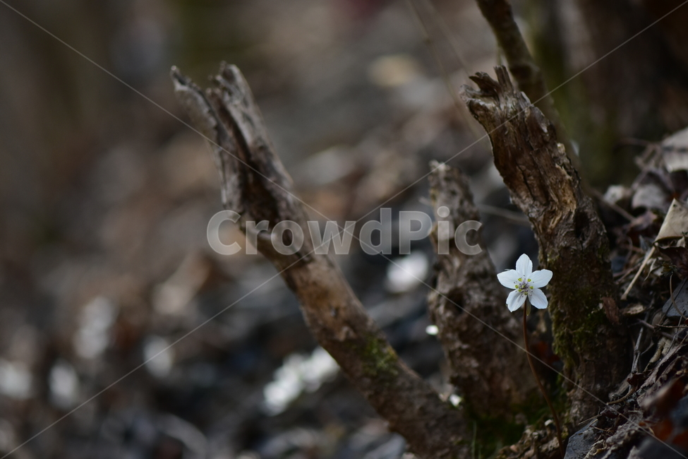 변산바람꽃,야생화,봄,꽃,흰색,자연,식물,식생,봄의전령사,풀꽃,미나리아재비과,plants,nature,spring,season,flower,식물,자연,plants,nature,꽃,flower
