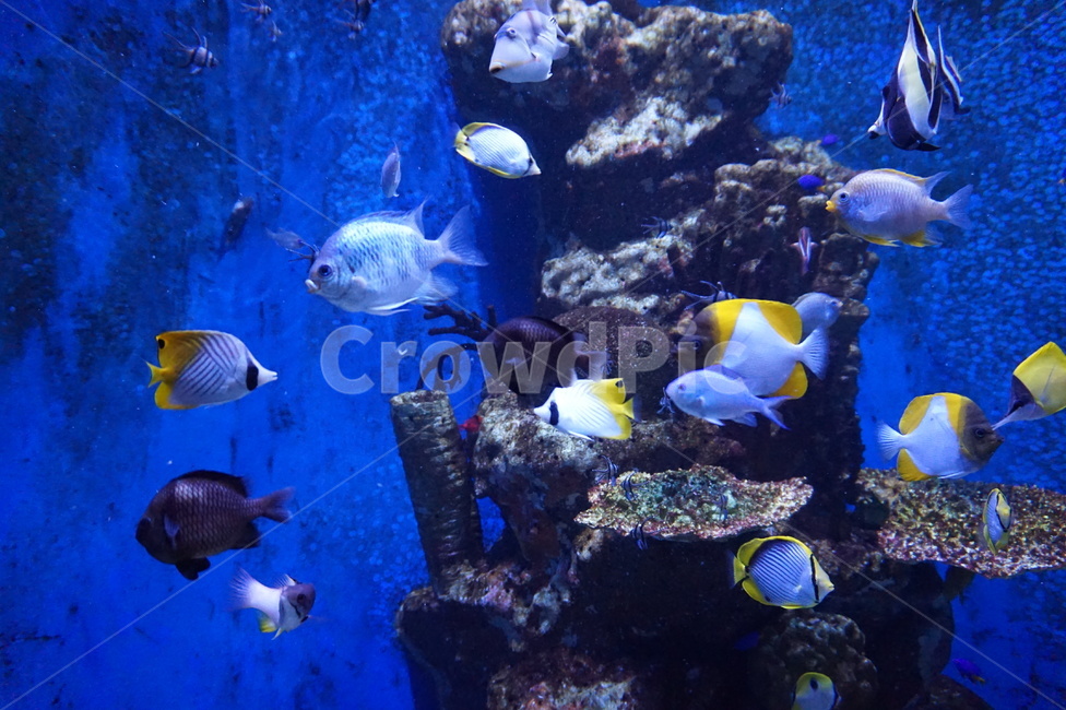 fish,물고기,동물,water,엔젤피쉬,aquatic,sealife,해양생물,아쿠아리움,여수아쿠아리움,동물,animal,어류,물고기,fish