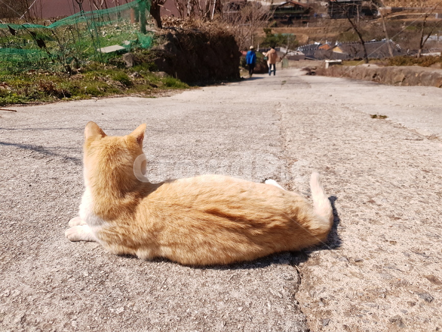 고양이,cat,드러누운,뒷모습,길,오르막길,내리막길,길바닥,나무,길고양이,땅바닥,내려다보는,시골,시골길,풍경,ねこ,猫,後ろ,기다림,기다리다,길냥이,뒷태,흙길,흙,야외,실외,outdoor,동물,animal,포유류,mammal,고양이,cat,kitten,kitty