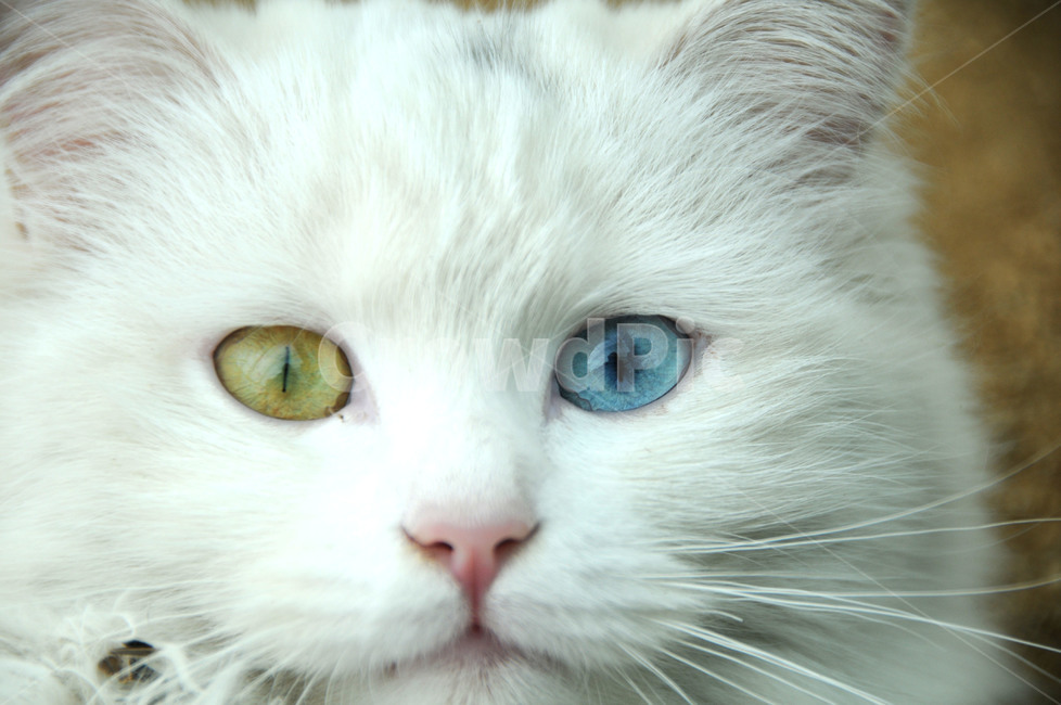 동물,고양이,오드아이,다른눈,바라봄,동물,animal,포유류,mammal,고양이,cat,kitten,kitty
