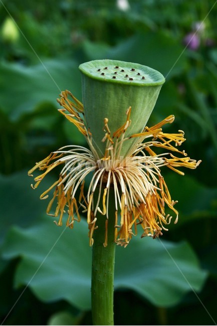 연꽃,연꽃씨,연자,연자방,연자육,수련과,수생식물,식물,자연,plants,nature