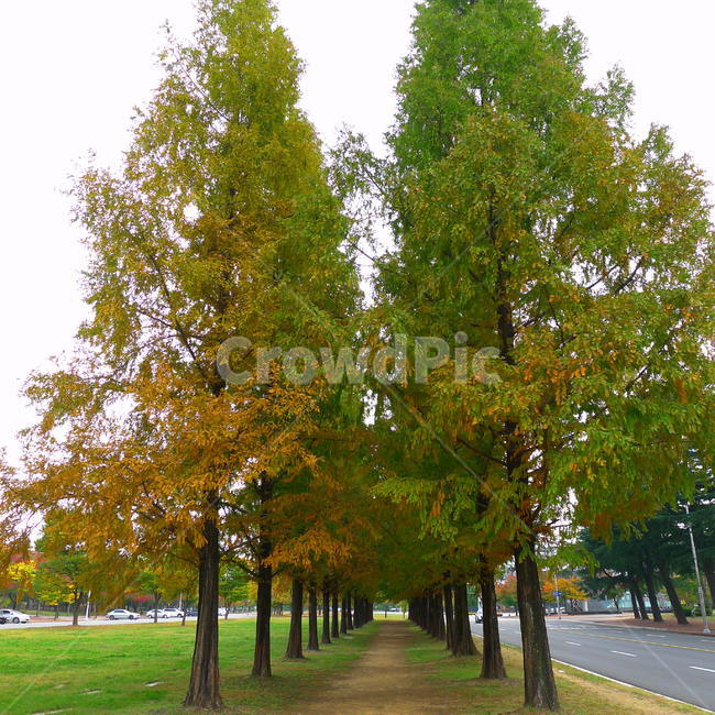 메타쉐쿼이아,가을,낙엽,메타쉐콰이아단풍,가을단풍,가을,계절,fall,autumn,season,자연,풍경,nature,landscape,식물,plants,나무,trees,wood,tree,plant,tree trunk,나무 줄기