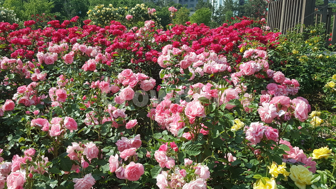 자연,환경,장미,꽃,화명동장미공원,장미공원,flower,rose,tree,나무,자연환경