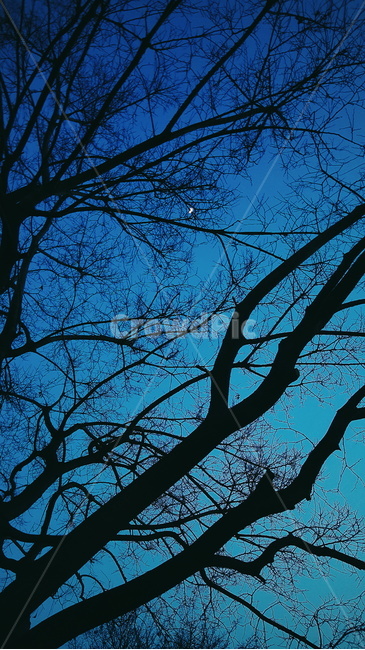 나무,달,푸른,야간,하늘,야경,밤,풍경,nightscape,night,landscape,tree,plant,식물,tree trunk,나무 줄기