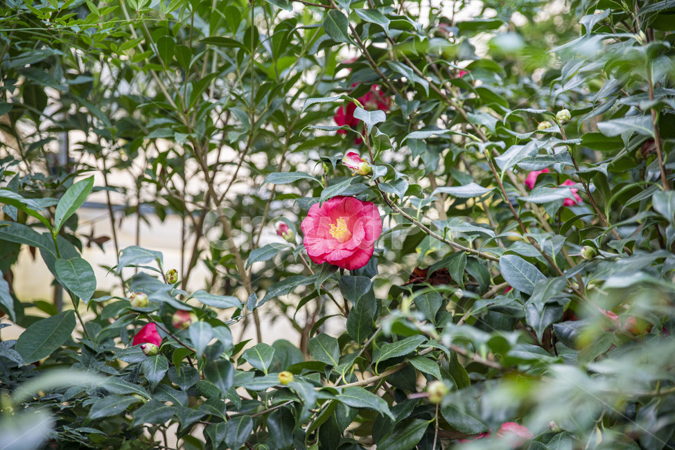 꽃,동백,겨울꽃,동백꽃,식물,이화원,식물원,꽃,flower
