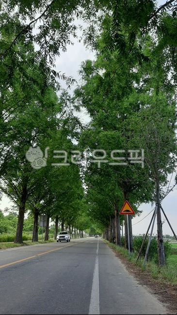 road,road name,tree,road sign,asphalt,Metasequoia Road,tree road