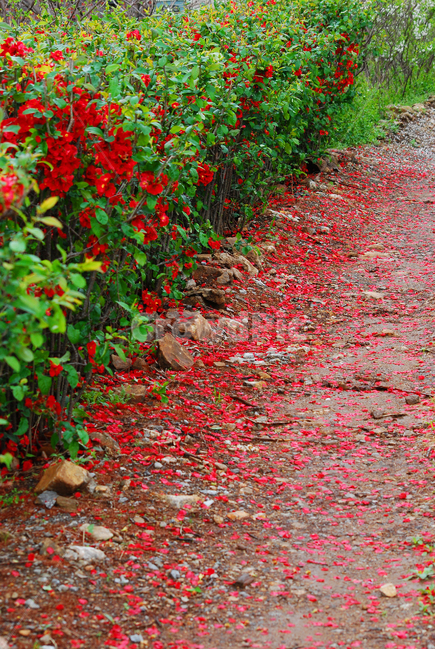 꽃잎,낙화,명자나무,붉은색,빨강색,나무,봄이미지,봄꽃,레드,red,길,로드,road,늦봄,처절한,아쉬움,미련,꽃이지네,꽃길,식물,자연,plants,nature,꽃,flower