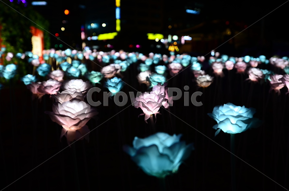 보케,led장미,led꽃,불빛,야경,꽃