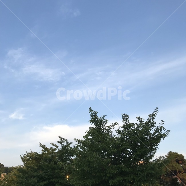 색감,감성,감성사진,여름,자연,풍경,휴식,힐링,배경,느낌,사진,하늘,맑음,나무,구름,하늘색,색,sensitive,film,sky,clear,tree,cloud,color,feeling,picture,summer