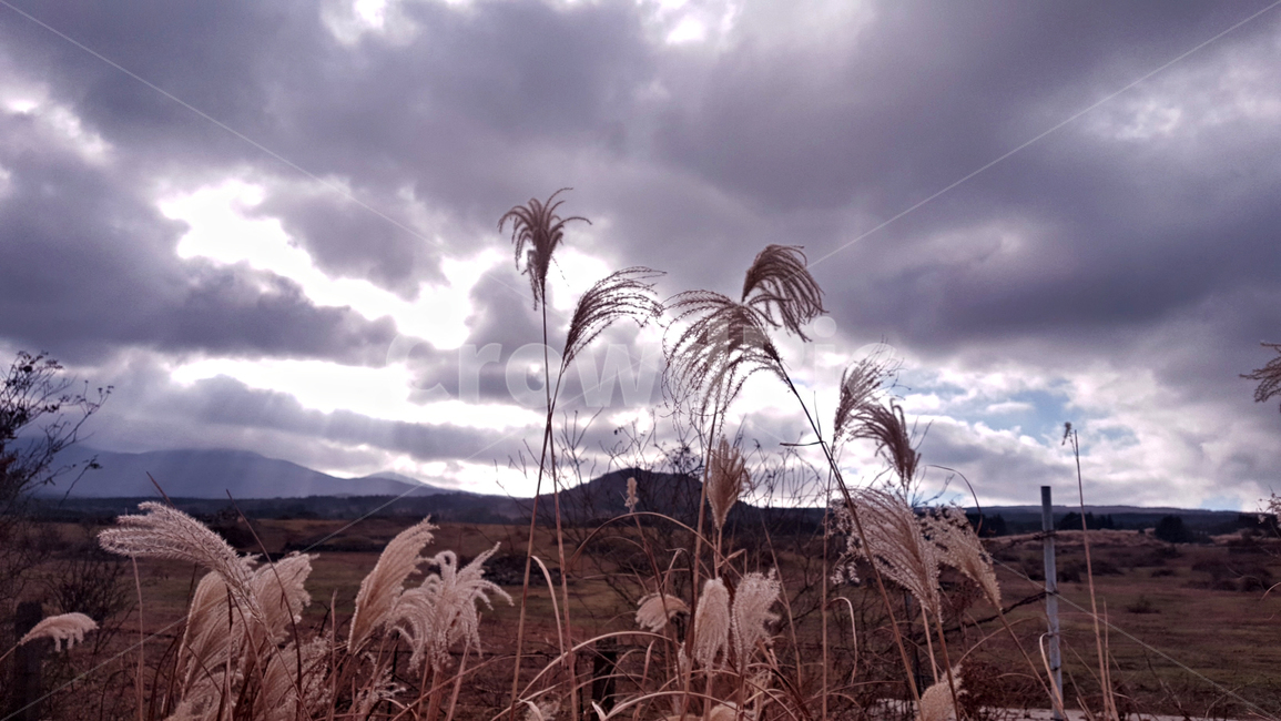 갈대,갈대숲,식물,reed,plant
