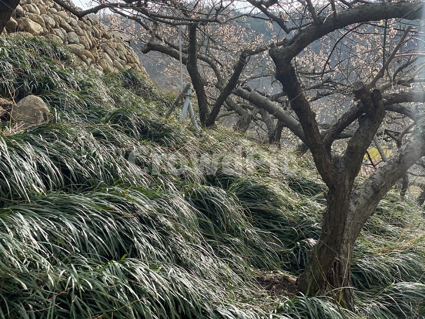 바람부는,windy,풀,tree,바람,누운풀