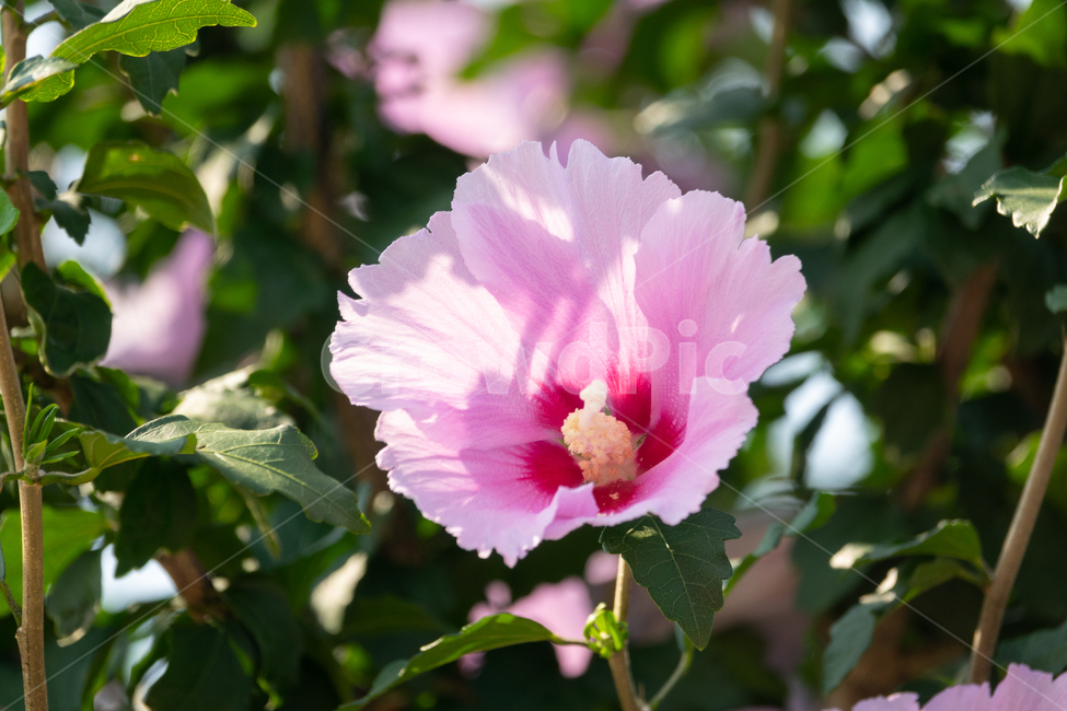 무궁화,국화,우리나라꽃,꽃,식물,식물,자연,plants,nature,꽃,flower