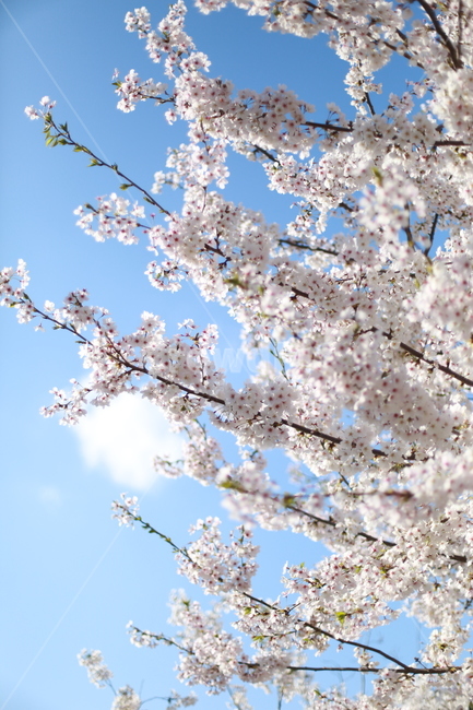 벚꽃,벚꽃나무,봄,spring,하늘,sky,cherryblossom,꽃,flower,구름,벚나무,cherrytree,cherryblossomtree,봄꽃,cloudy,봄,계절,spring,season,식물,자연,plants,nature,꽃,flower,plant,blossom