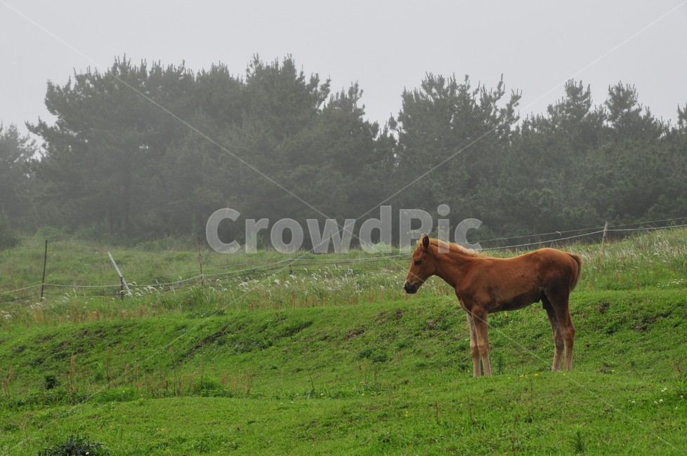 말,야생마,제주,동물,목초지,목축업,목장,livestock farming,ranching,pasture