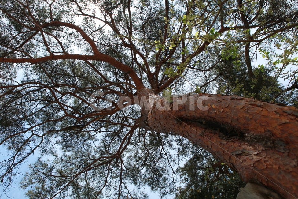 tree,나무,나무줄기,treetrunk,식물,소나무
