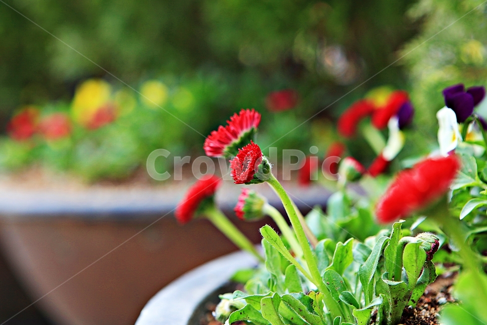 봄꽃,꽃,식물,자연,배경,식물,자연,plants,nature,꽃,flower