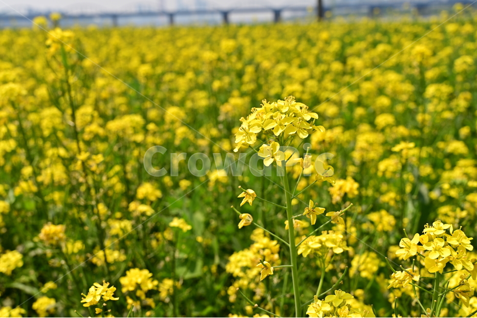 꽃,유채꽃,flower,canolaflower,yuchae,rapeseed