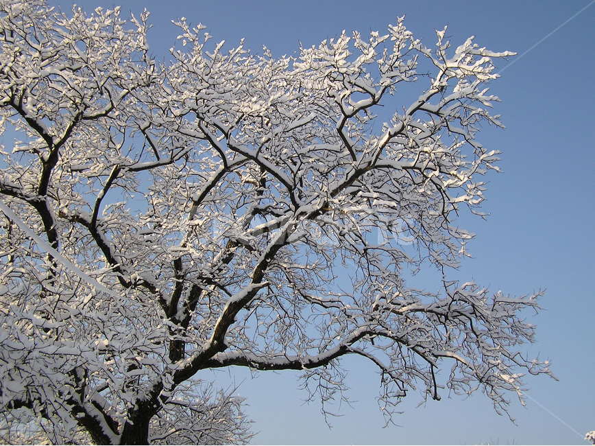 자연,풍경,눈,맑은하늘,눈꽃