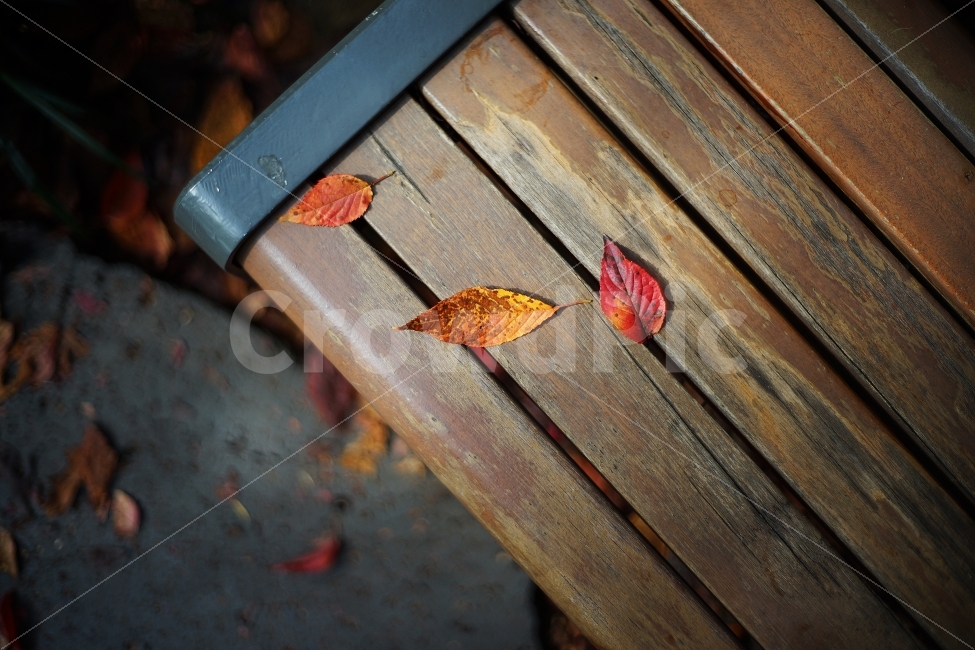 단풍,가을,낙엽,벤치,감성,가을,계절,fall,autumn,season,감성,sensible,feeling,wood,나무